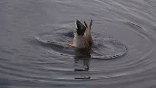 Gadwall upending [upl. by Madel]