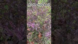 Krishna holy basil basil holybasil herbs plants [upl. by Maitland]