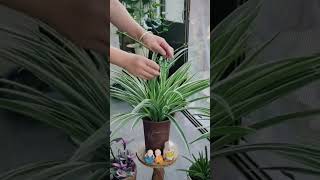 Spider plant spiderplants gardening plantlove indoorplants shorts viral [upl. by Eimoan870]