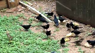 Yellowshouldered Blackbirds Puerto Rico [upl. by Alleroif]