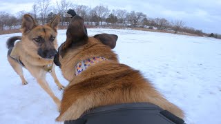 German Shepherd Protects Pack From Belgian Malinois [upl. by Ahseetal]