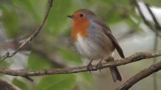 European Robin Erithacus rubecula Singing [upl. by Marysa168]