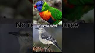 Rainbow lorikeet vs Northern mockingbird lorikeet mockingbird [upl. by Zolner]