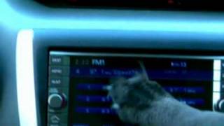 Subaru Dog Commercials Compilation 8 commercials [upl. by Anallise]