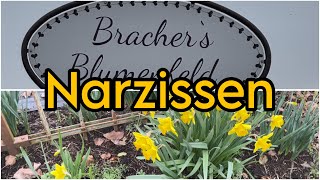 Narzissen auf dem Blumenfeld [upl. by Hanover]