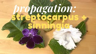 Leaf Propagation Streptocarpus Sinningia Florist Gloxinia [upl. by Hserus]