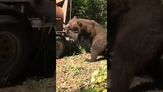 Grizzly bear gets aggressive when being released back into the wild animals [upl. by Korney471]