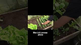 Efficient Lettuce Varieties for Small Spaces capcut facts life sustainable viralshorts [upl. by Yecnuahc]