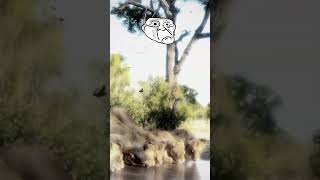 The moment the lion colony drinks in the river 🤫☠️ shorts animals lion edit trollface [upl. by Gnat]