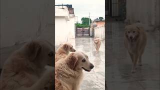 goldenretriever viralvideo youtubeshorts [upl. by Oinota]