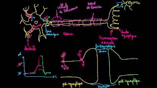 Synapses neuronales chimiques [upl. by Primavera]