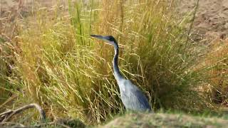 Tricolored Heron Lower Zambezi National Park [upl. by Nonnah]