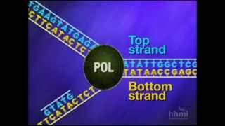 Mismatch Repair  HHMI BioInteractive Video [upl. by Teerpnam]