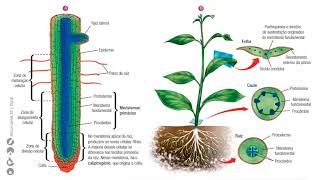 Histologia Vegetal tecidos embrionários ou meristemas 3EM A e BBiologia ProfªAdriana25 a 2905 [upl. by Celtic]