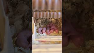 My Hamster Babies  So Cute petlover hamsters HamsterLife hamsterbabys cutepet [upl. by Kevon]