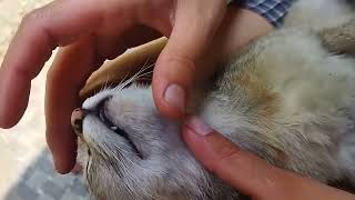 Simple and easier way of getting rid of tick fleas from cats [upl. by Wandis]