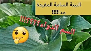 اللوف Arum italicum النبتة البريةالسامة المفيدة تعرف عليها في دقيقة الجزء الاول يتبع [upl. by Nahk]