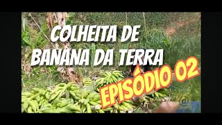 Colheita de banana da terra  Episódio 02  Coisas do Nordeste [upl. by Niriam]