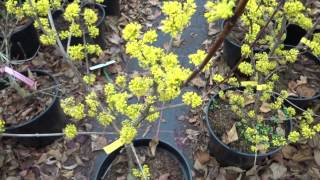 Cornus officinalis Robins Pride [upl. by Dnomrej399]