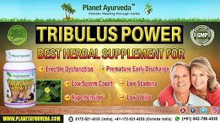 Tribulus terrestris Gokshura Herb Information Benefits amp Side Effects  Tribulus Power [upl. by Etessil]