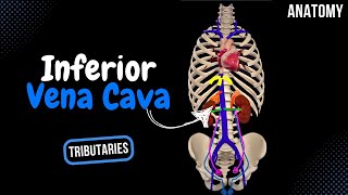 Inferior Vena Cava Topography Visceral and Parietal Tributaries  Anatomy [upl. by Mukund]