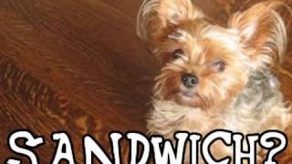 Sandwich Funny Talking Dog Tease [upl. by Ellennahs]