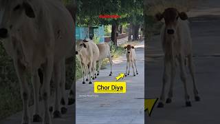 Kaalu Or Roxi  Chor Diya Bachhe Ko animalsneedpeople cow pets animals dog shorts video [upl. by Ahseinaj]