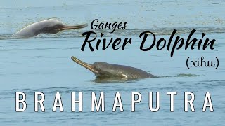 Ganges River Dolphin baby with mother in Brahmaputra river of Assam [upl. by Libb]