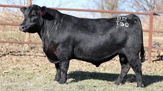 Lot 18 BRU22T50 Hillview Angus 2024 [upl. by Ynagoham]