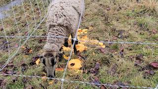 Pumpkin For The Sheep Natures Dewormer [upl. by Teirtza79]