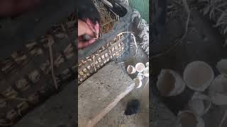 Aseel Hen Chicks  Fighter Murgye K Chicks  birds shortvideo foryou aseelmurga shortsviral [upl. by Ful466]