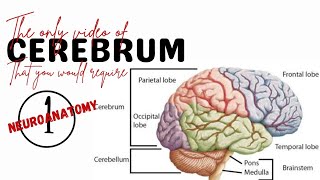 Introduction of the Cerebrum  Neuroanatomy  Anatomy anatomy neuroanatomy mbbs [upl. by Cody]