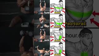 Full Chest Workout With Dumbbells 🔥 chestexercises [upl. by Crescint666]