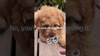 Playful cavapoo puppy ♥️ [upl. by Hatnamas]