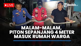 🔴 LIVE  Penemuan Ular Piton Sepanjang 4 Meter di Rumah Warga Sragen [upl. by Janeta]