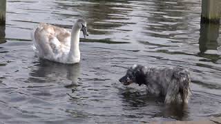 Swans see off dog [upl. by Sorips]