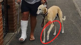 Dog Pretends To Walk With A Limp Like Their Injured Owner Out Of Sympathy [upl. by Imena]