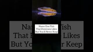 Name one aquarium fish you’ll never buy [upl. by Monetta]