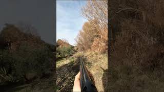 ¡Lance a bocajarro a Zorzal con superpuesta 🦅✨ caza hunting real birds wildlife trap video [upl. by Ralf]