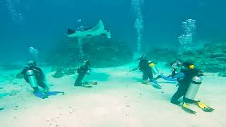 Scuba Diving with Manta Rays in Maldives  Veligandu Island [upl. by Scevour]