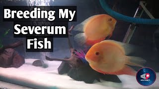 Severum Fish Breeding  amp  Tank setups [upl. by Nnahsal757]