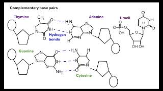 Nucleotides OCR A ALevel Biology Revision Module 213 Nucleotides and nucleic acids [upl. by Esaertal]