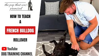 How to teach your French Bulldog to rollover [upl. by Steffie]