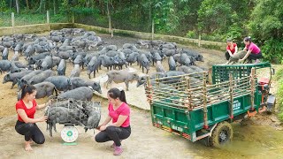 Harvesting Many Pigs From Pig Farm Goes To Sell  Use Truck To Transport Many Pigs Daily Farm [upl. by Renckens]