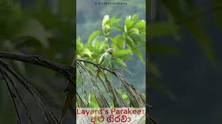 Sri Lanka Layard’s Parakeet  ශ්‍රී ලංකා අළු ගිරවා Endemic Sinharaja Rain Forest [upl. by Caldwell]