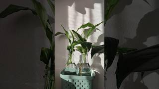 SPATHIPHYLLUM in HYDROCULTURE💧shorts spathiphyllum [upl. by Sillad]