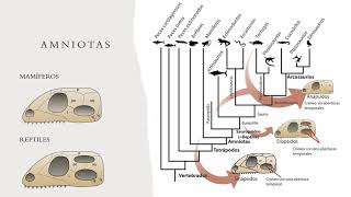 Los amniotas 🦖🦕  Ingeoexpert [upl. by Yi]