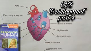 CVS Development Part 7  Sinus venosus  Pulmonary veins [upl. by Abeh]