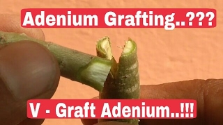 Adenium Grafting V  Grafting of Adenium plant [upl. by Loresz730]