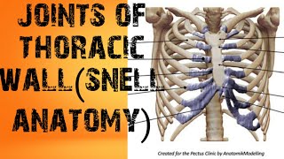 joints of thoracic wallsnell anatomy [upl. by Anaud830]